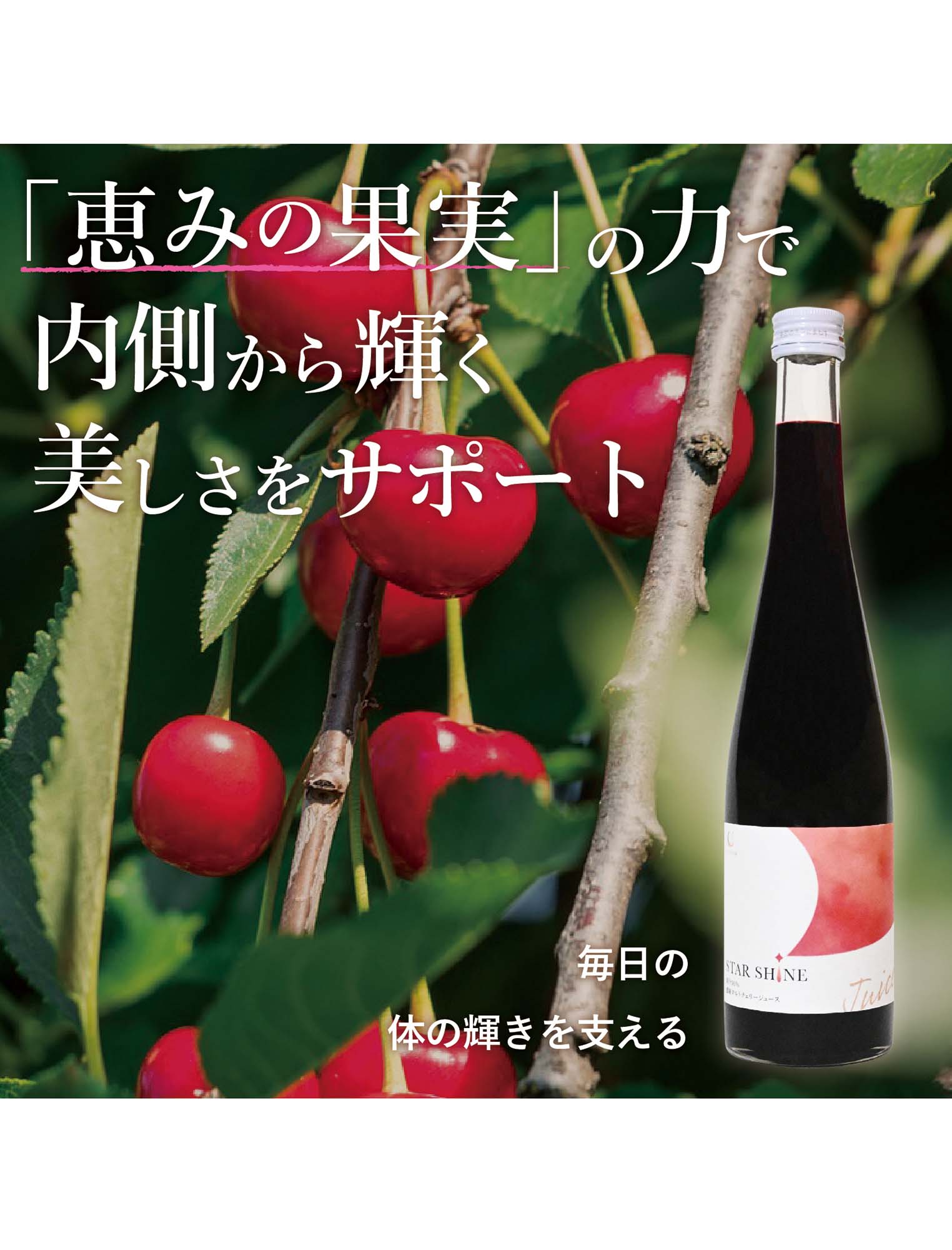 お取り寄せ(送料込)】濃縮タルトチェリー500ml瓶 | Northmall（ノース