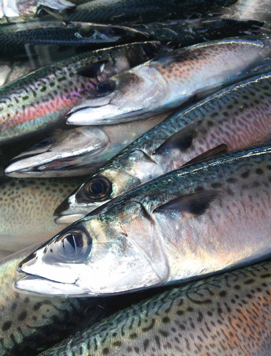 OIL SABADINES(さば燻製油漬)　綿実油