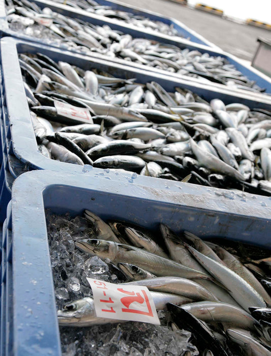 OIL SABADINES(さば燻製油漬)　チリ