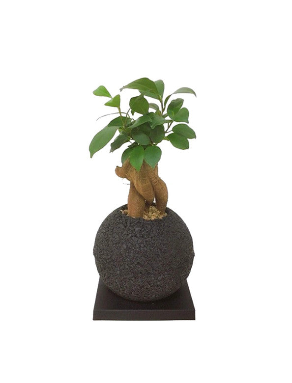 ダイナミックなガジュマル　10号　200センチ　現品 665491_1900.jpg?v=1649998523