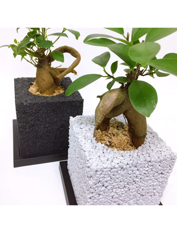 メーカー直送】＜eco-pochi＞おしゃれに消臭できるインテリアグリーン